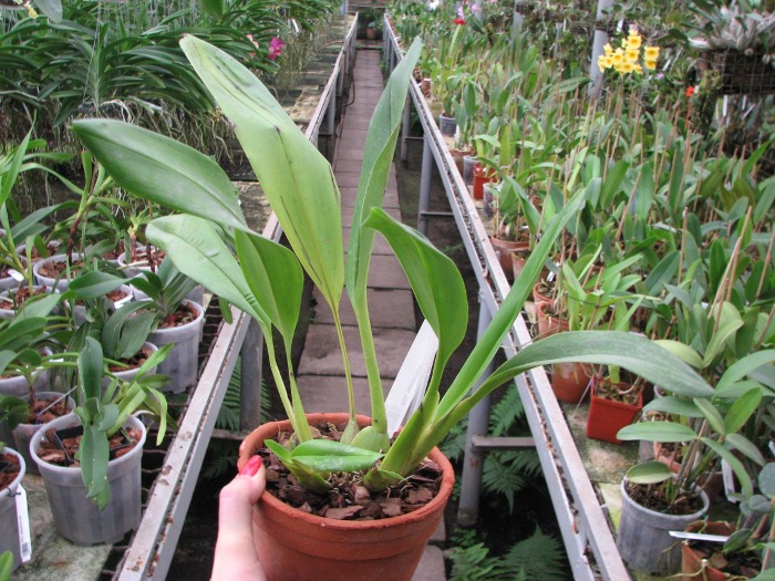 Maxillaria sanderiana.JPG
