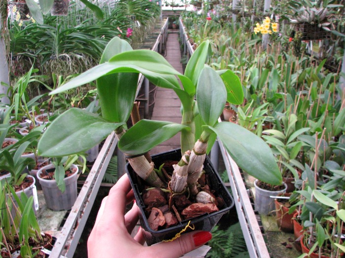Dendrobium Jairak Spin.JPG