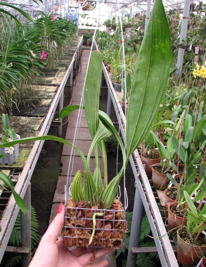 Coryanthes macrantha 'KS' x self.JPG