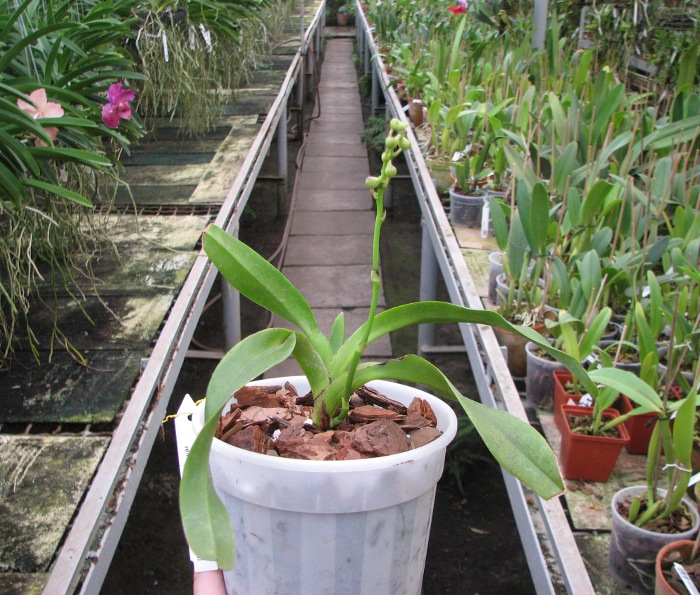 Aerides quinquevulnera var. calayana.JPG