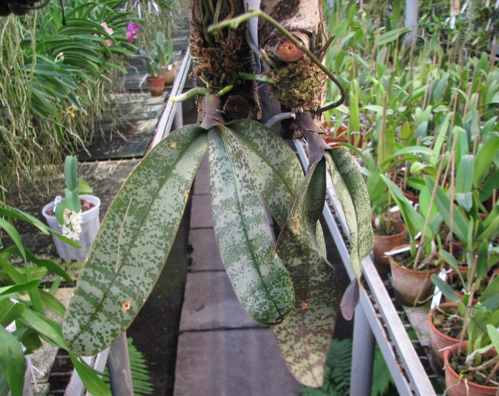 Phalaenopsis stuartiana.JPG