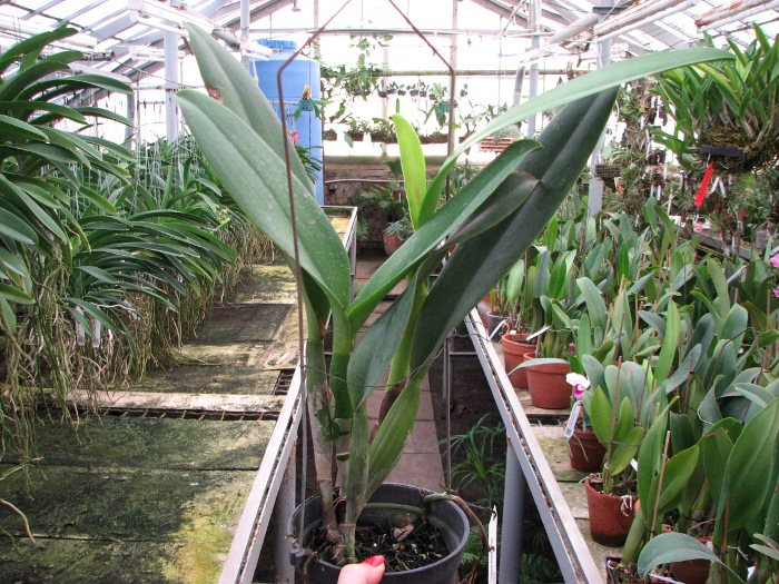 Brassolaeliocattleya Chinese Beauty 'Fire Phoenix'.JPG