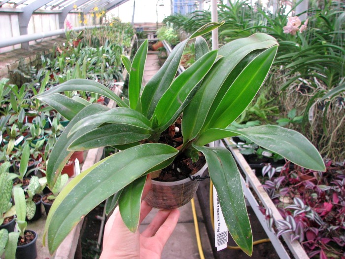 Phragmipedium kovachii x wallisii.JPG