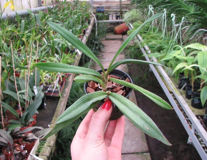 Ionopsis utricularioides.JPG