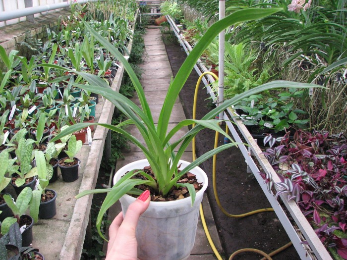 Phragmipedium schlimii.JPG