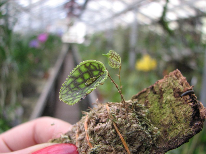 Lepanthes calodictyon.JPG