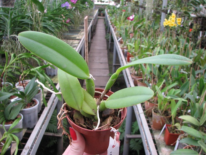 Cattleya maxima semi-alba 'La Pedrena'.JPG