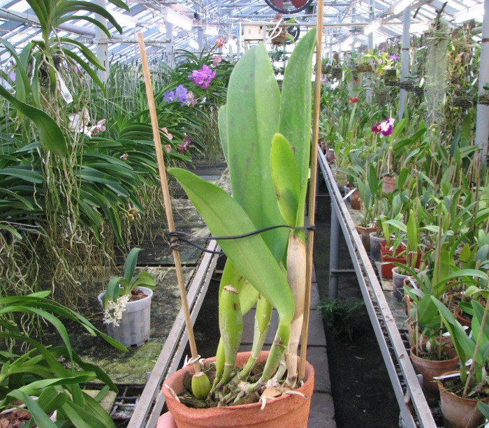 Laeliocattleya Supersonic 'Striking Lip' (Lc. Little Oliver x L.purpurata).JPG