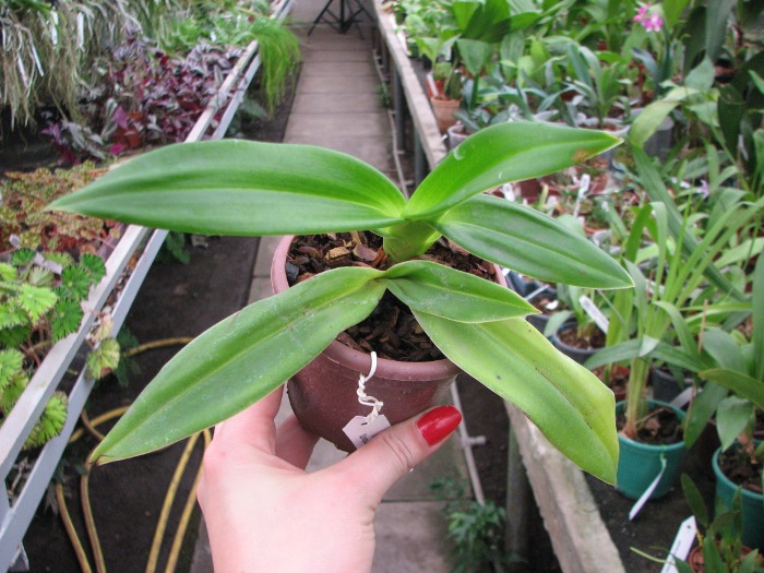 Phragmipedium Fritz Schomburg (besseae x kovachii).JPG