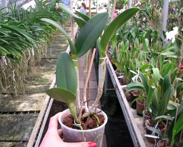 (Brassavola digbyana x Rhyncholaeliocattleya Kuwale Gem) 'ORCHIS'.JPG