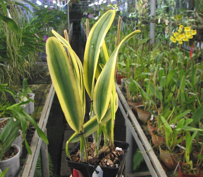 Cattleya Sedlescombe 'Variegated' (Annette x Suavior).JPG