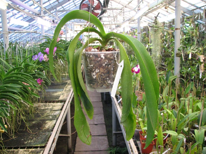 Phalaenopsis Joey (gigantea x lueddemanniana).JPG