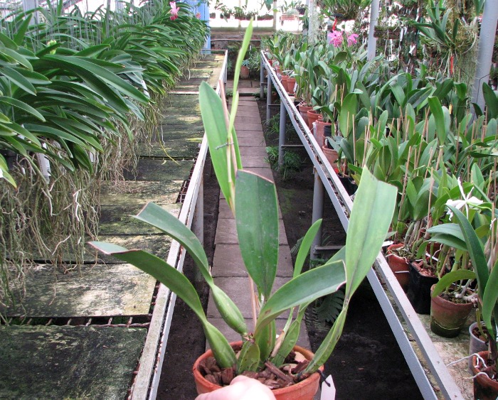 Laelia anceps.JPG