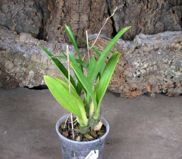 Zelglossoda Calico Gem 'Green Valley #1'.JPG