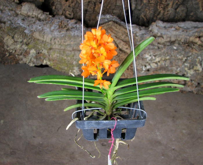 Ascocentrum miniatum.JPG