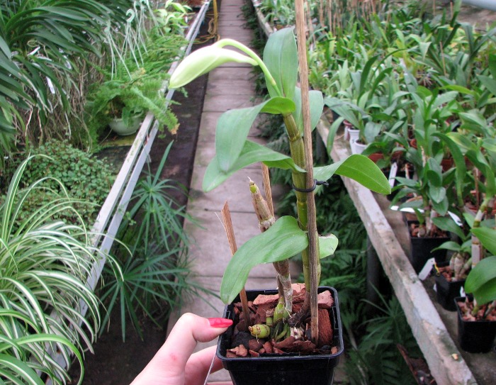 Dendrobium formosum.JPG