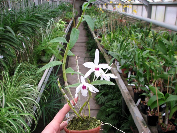 Dendrobium Cassiope.JPG