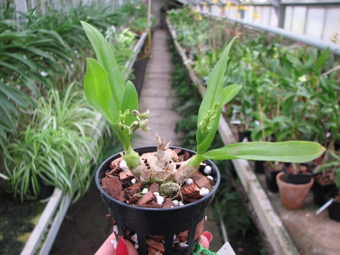 Dendrobium peguanum.JPG