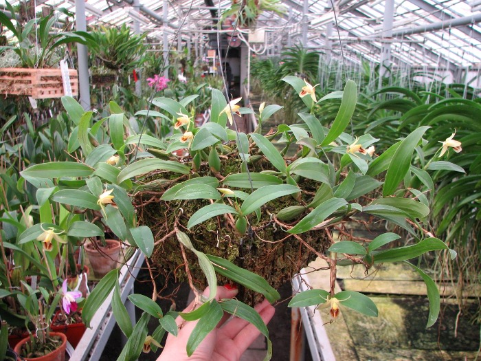 Coelogyne lindleyana (clump).JPG