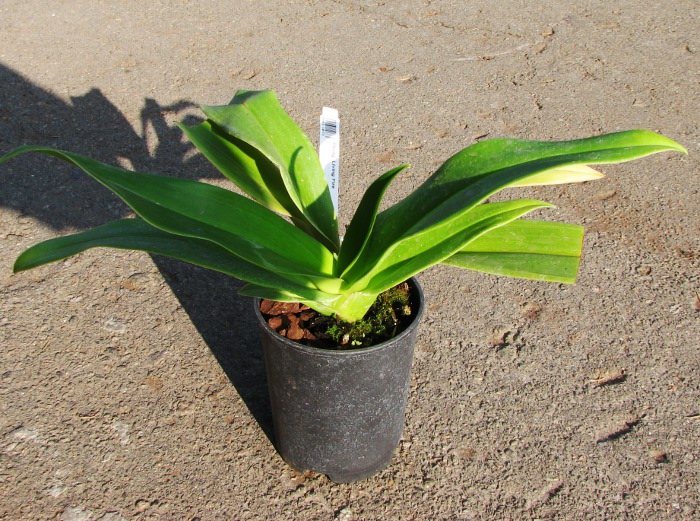 Phragmipedium Living Fire.JPG