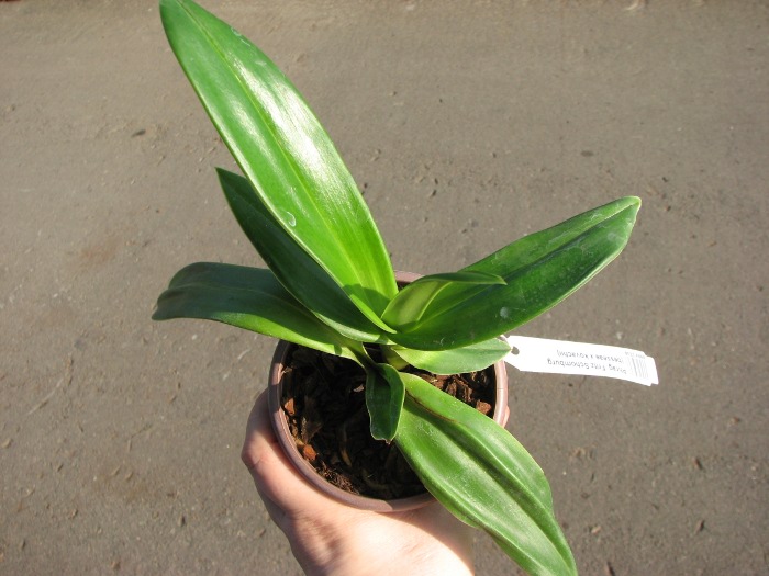Phragmipedium Fritz Schomburg (besseae x kovachii).JPG