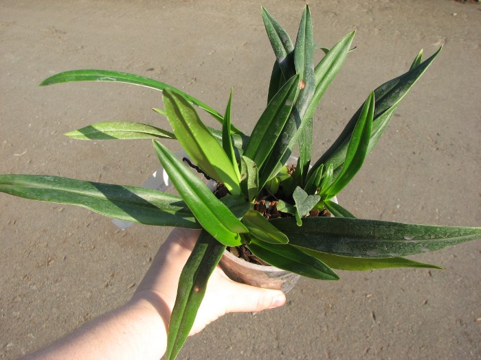 Phragmipedium Eumelia Arias (kovachii x schlimii).JPG