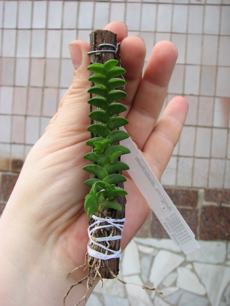 Angraecum distichum.JPG