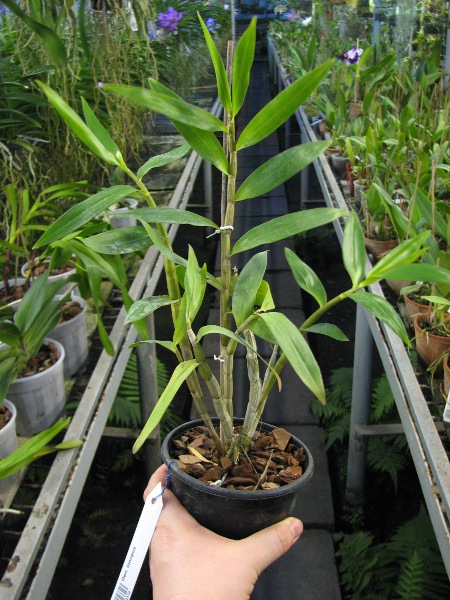 Dendrobium ionopus.JPG