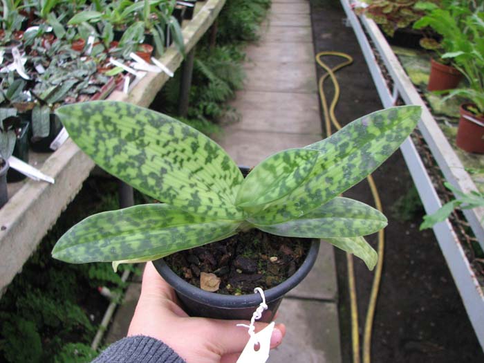 Paphiopedilum sukhakulii.jpg