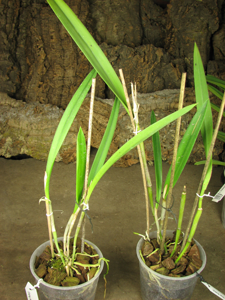 (Brassanthe Maikai x Brassocattleya Star Ruby) 'ORCHIS'.jpg