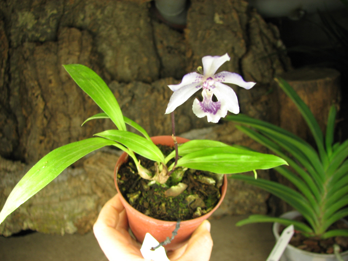 Acacallis cyanea x Paradisanthus micranthus.jpg