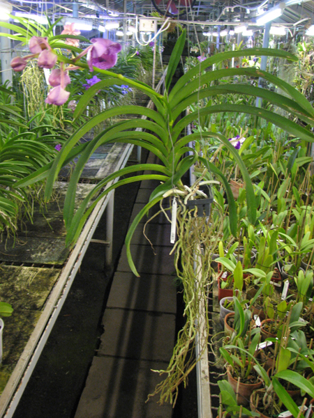 Vanda Lumpini Red x Vanda Dr Anek.jpg