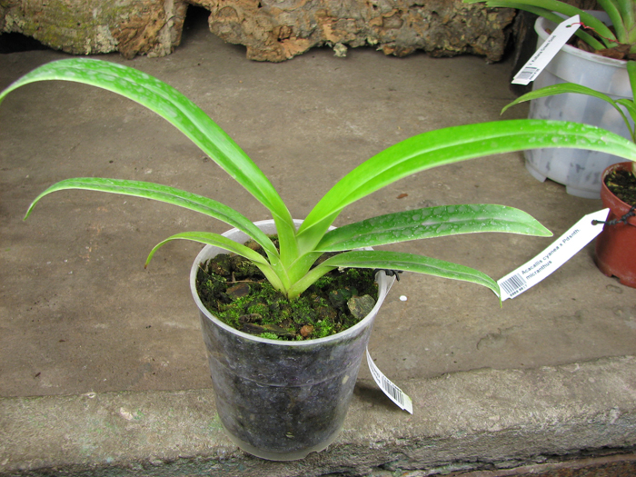 Phragmipedium Memory Dick Clements.jpg