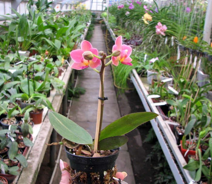 Phalaenopsis Tying Shin Smart.JPG