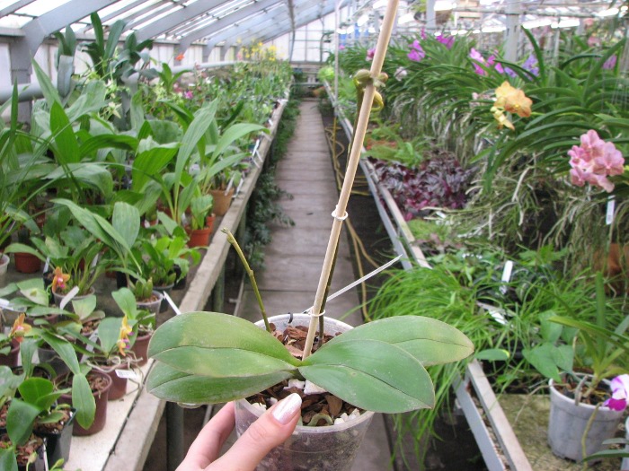 Phalaenopsis Golden Star.JPG