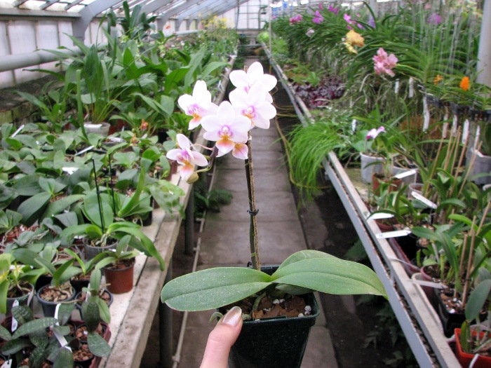 Phalaenopsis Liu's Rainbow.JPG