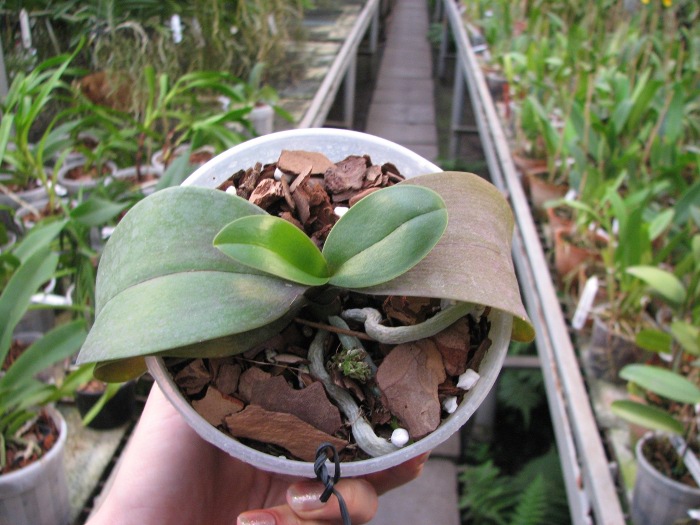 Phalaenopsis Green Pixie.JPG