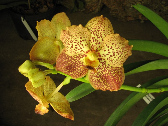 Vanda Pharaoh's Gold x Vanda Patcharee Delight.JPG