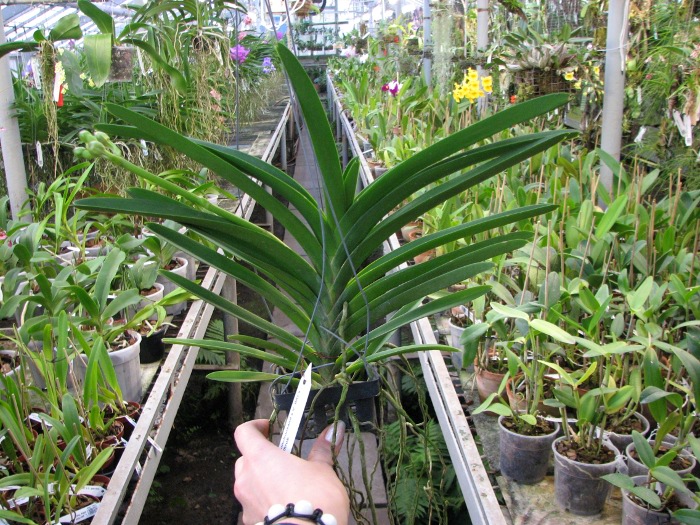 Vanda Boonchoosand x Vanda Bitz's Heartthrob.JPG