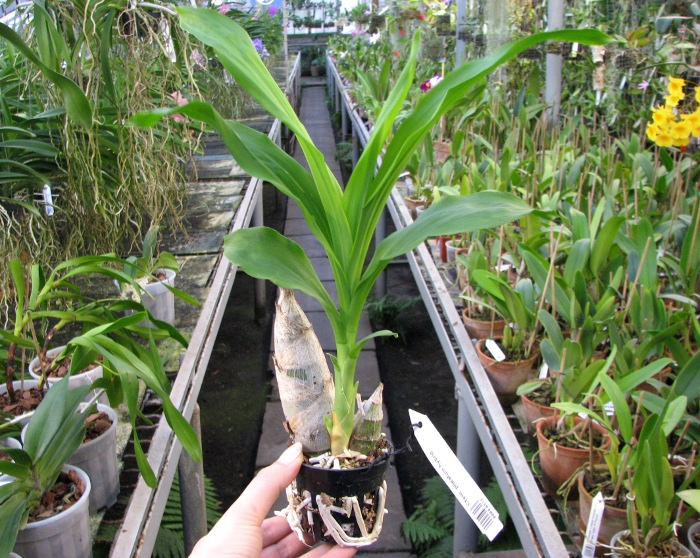 Catasetum pileatum hybrid.JPG