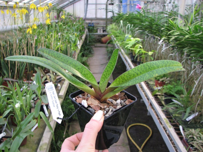 Paphiopedilum Dark Spell 'Ruby' x Paphiopedilum St. Swithin 'Swallow'.JPG