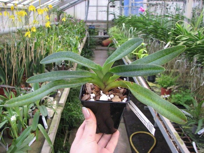 Paphiopedilum Gloria Naugle (rothschildianum x micranthum).JPG