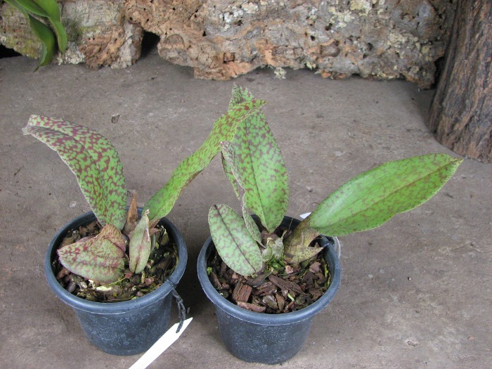Psychopsis Butterfly (sanderae x papilio).JPG