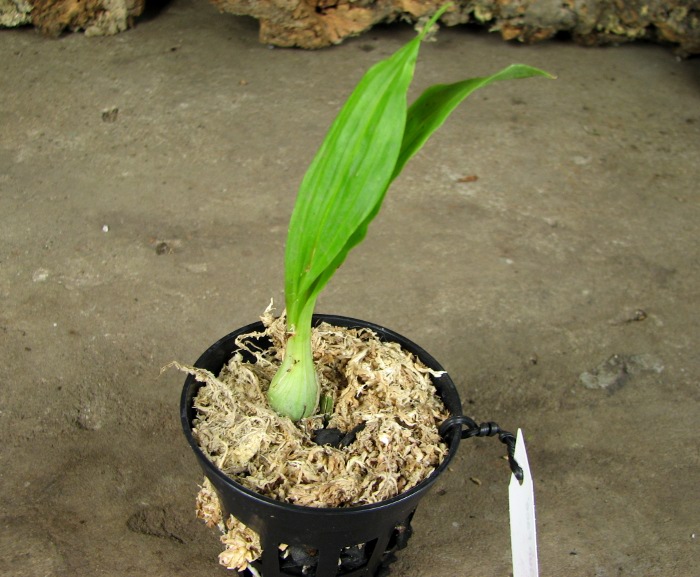 Catasetum Susan Fuchs 'Sun Face'.JPG