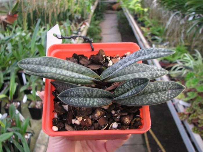Paphiopedilum micranthum.JPG