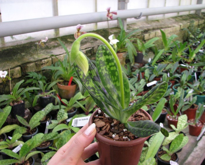 Paphiopedilum Maudiae alba.JPG