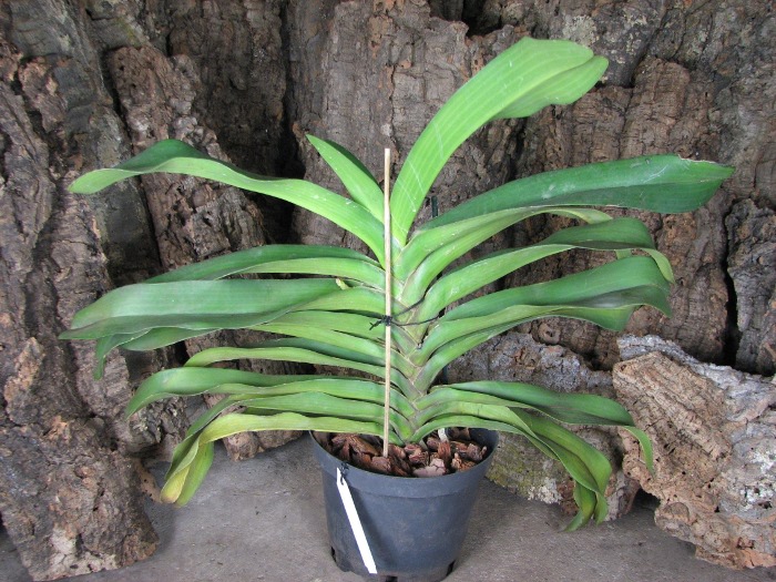 Rhynchostylis gigantea.JPG