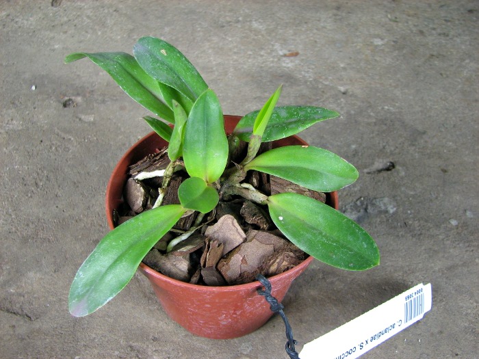 Sophrocattleya George Hardy (Cattleya aclandiae x Sophronitis coccinea).JPG
