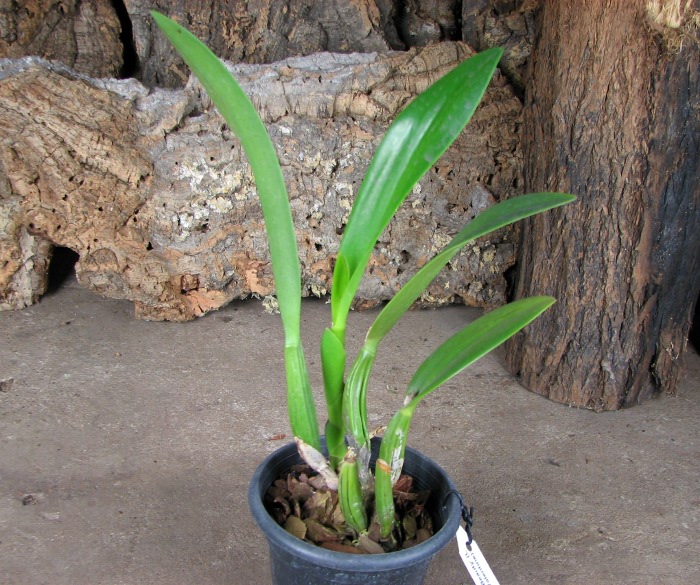 Sophrolaeliocattleya Hsin Buu Lady 'Red Beauty' (Laelia anceps x Sophrolaeliocattleya Wendy's Valentine).JPG