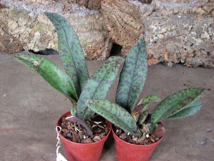 Psychopsis Mendenhall 'Hildos'.JPG